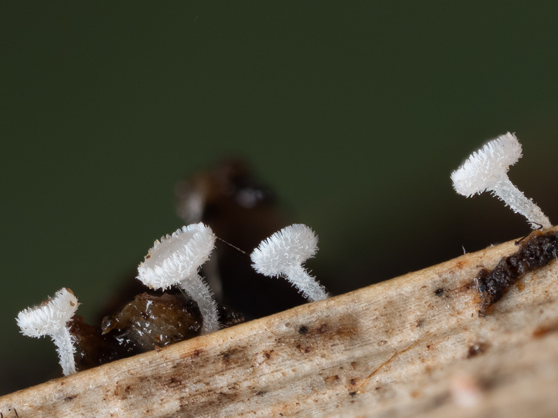 Lachnum longipilosum